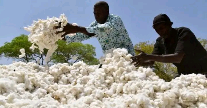 Commercialisation du coton